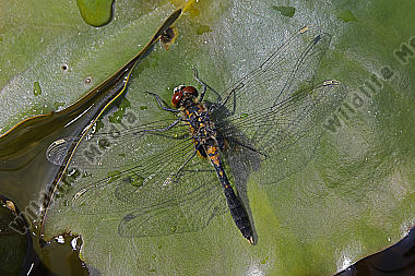 Zierliche Moosjungfer Männchen subadult