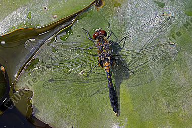Zierliche Moosjungfer Männchen subadult