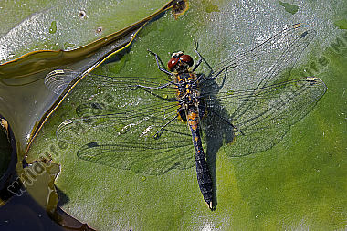 Zierliche Moosjungfer Männchen subadult