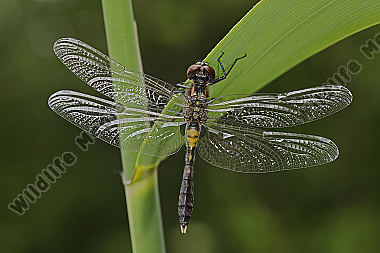 Zierliche Moosjungfer Männchen subadult