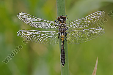 Zierliche Moosjungfer Männchen subadult