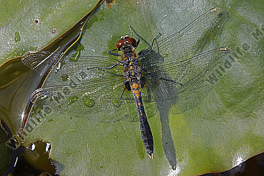 Zierliche Moosjungfer Männchen subadult