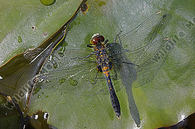 Zierliche Moosjungfer Männchen subadult