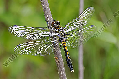 Zierliche Moosjungfer Weibchen subadult