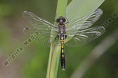 Zierliche Moosjungfer Weibchen subadult