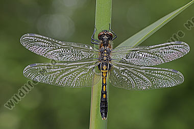 Zierliche Moosjungfer Weibchen subadult