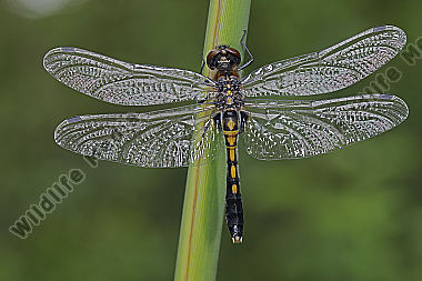 Zierliche Moosjungfer Weibchen subadult