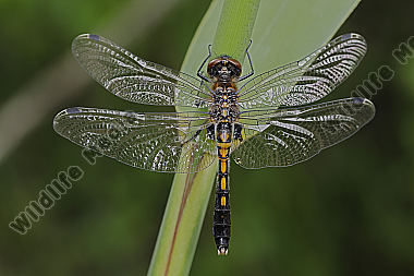 Zierliche Moosjungfer Weibchen subadult