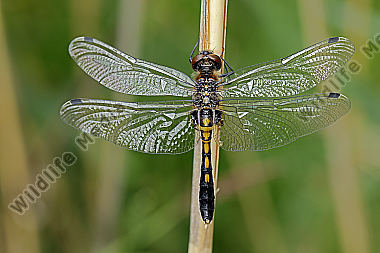 Zierliche Moosjungfer Weibchen subadult