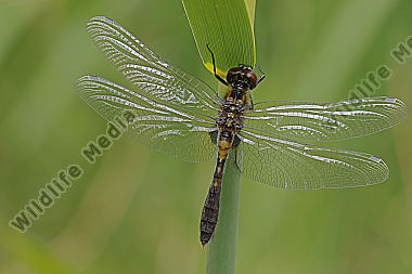 Zierliche Moosjungfer Männchen subadult
