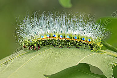 Pfauenspinner Caligula simla Raupe