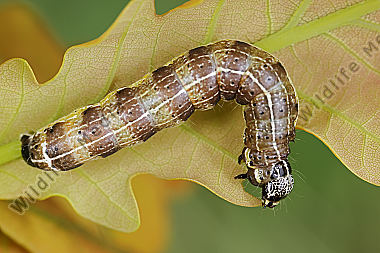 Graue Eicheneule Raupe
