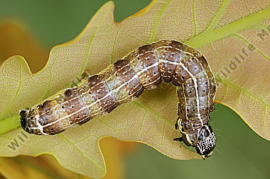Graue Eicheneule Raupe