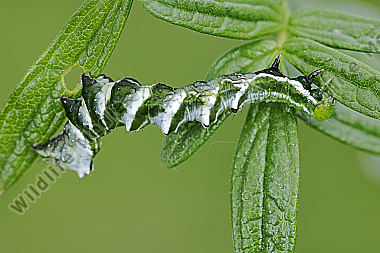 Wiesenrauten-Goldeule Raupe