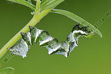 Wiesenrauten-Goldeule Raupe