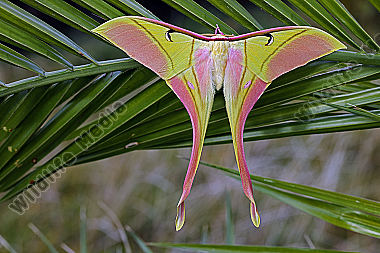Pfauenspinner Actias rhodopneuma Männchen