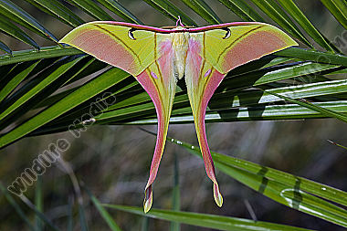 Pfauenspinner Actias rhodopneuma Männchen