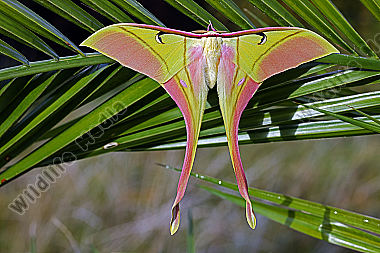 Pfauenspinner Actias rhodopneuma Männchen
