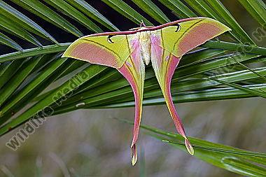 Pfauenspinner Actias rhodopneuma Männchen