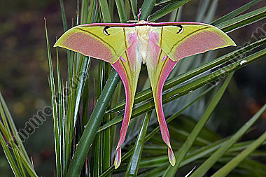 Pfauenspinner Actias rhodopneuma Männchen