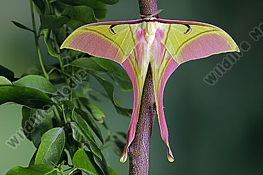 Pfauenspinner Actias rhodopneuma Männchen