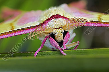 Pfauenspinner Actias rhodopneuma Männchen