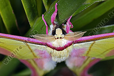 Pfauenspinner Actias rhodopneuma Männchen