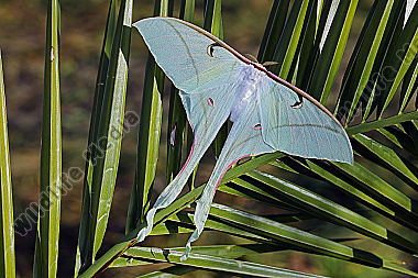 Pfauenspinner Actias rhodopneuma Weibchen