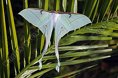 Pfauenspinner Actias rhodopneuma Weibchen