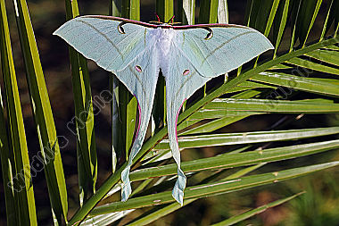 Pfauenspinner Actias rhodopneuma Weibchen