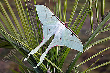 Pfauenspinner Actias rhodopneuma Weibchen