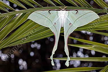 Pfauenspinner Actias rhodopneuma Weibchen