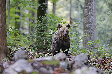 Braunbär