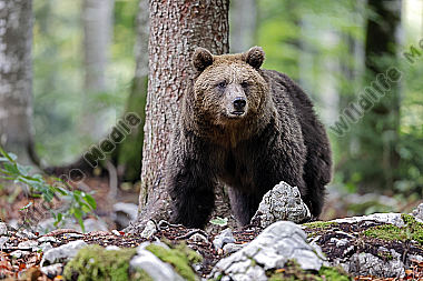 Braunbär