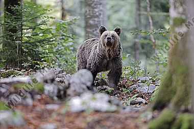 Braunbär