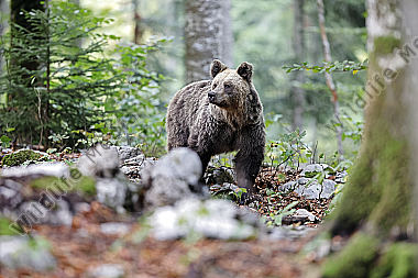 Braunbär
