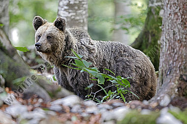 Braunbär