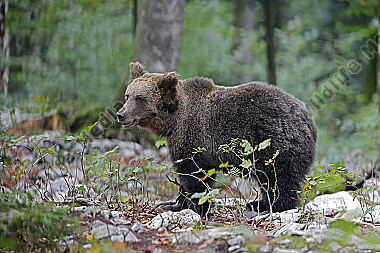 Braunbär