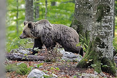Braunbär