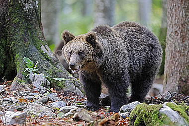 Braunbär