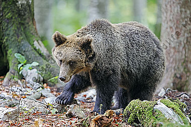 Braunbär
