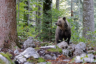 Braunbär