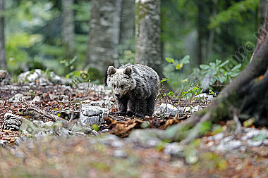 Braunbär Baby