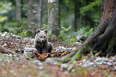 Braunbär Baby