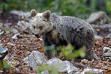 Braunbär Baby