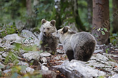 Braunbär Baby
