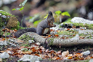 Eichhörnchen