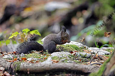 Eichhörnchen