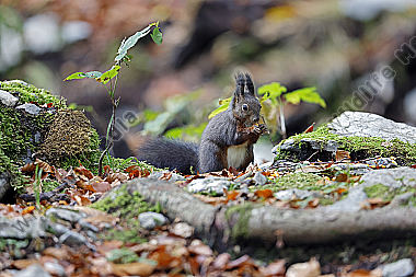 Eichhörnchen