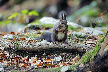 Eichhörnchen